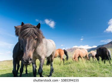 Icelandic horses in beautiful landscape