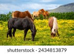 Icelandic horses grazing in calm wild natural scenery of Iceland with green meadow and yellow flowers. Horse breed typical for the island in northern Europe. Rural scenery panorama in midsummer.