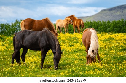 Icelandic horses grazing in calm wild natural scenery of Iceland with green meadow and yellow flowers. Horse breed typical for the island in northern Europe. Rural scenery panorama in midsummer. - Powered by Shutterstock