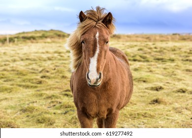 Icelandic horses. The Icelandic horse is a breed of horse developed in Iceland.