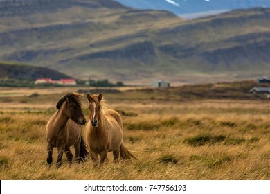 Icelandic Horses, Iceland