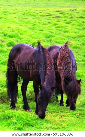 Similar – Pferdegeflüster Weide Gras