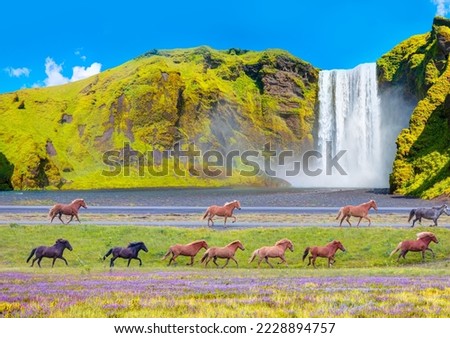 Icelandic horses of many different colors run on the road - View of famous Skogafoss waterfall - Iceland