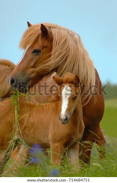 アイスランドの馬 牝馬 そして雌馬 の写真素材 今すぐ編集