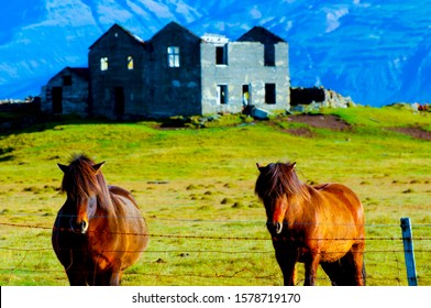 Icelandic Horses In A Pasture - Iceland