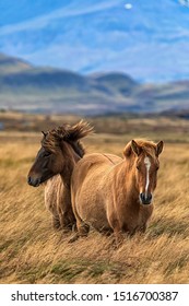 Icelandic Horses In Reykjavik, Iceland