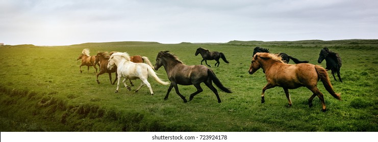  Icelandic horses running at the meadow, Iceland  - Powered by Shutterstock