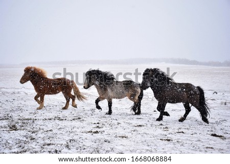 Icelandic horses running through a snow storm