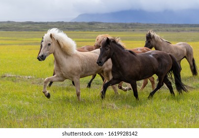 Icelandic horses running wild in Iceland - Powered by Shutterstock