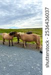 Icelandic horses in Southern Iceland near Reykjavik, Iceland. Brown horses hugging each other. iceland horses with beautiful manes.