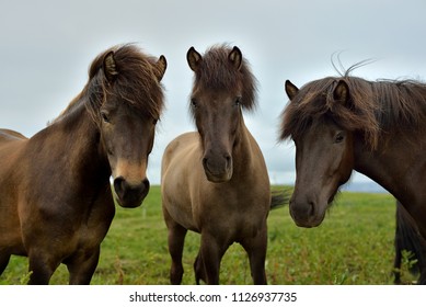 Icelandic Horses in West Iceland