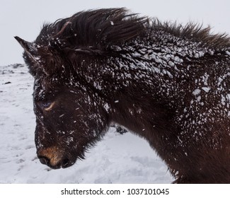 Icelandic horses, winter session