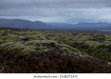 Icelandic landscape, flora in front, cloudy sky, overcast mountains in fog. Wild arctic environment, view in nature. - Powered by Shutterstock