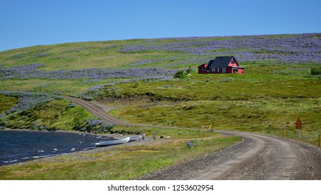 Icelandic Landscape On Peninsula Vatnsnes. A Gravel Road Along The Ocean, Two Boats On The Beach, And A Red House Surrounded By Lupins.