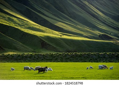 Icelandic landscape with vibrant green hills and countryside grazing sheep, in late afternoon lights in the highlands, Iceland
