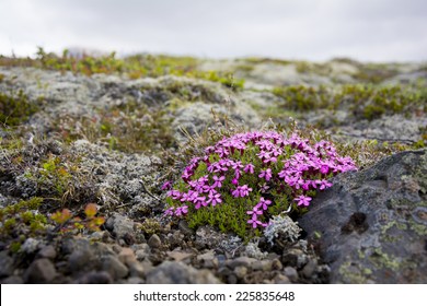 Icelandic Pink Flowers Skaftafell Natural Park Stock Photo 225835648 ...