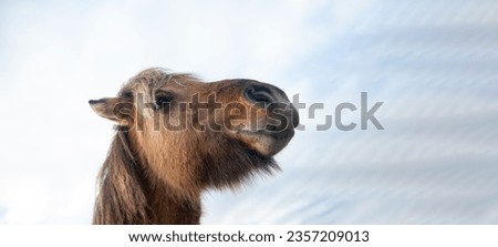 icelandic pony horse animal. animal farm. domestic animal outdoor. rural pasture with icelandic horse. icelandic horse grazing. icelandic horse breed in iceland farm. copy space