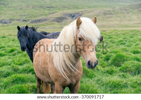 Icelandic pony on pasture.