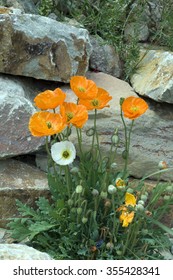 Icelandic; Poppy; Papaver; Nudicaule