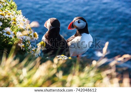 Icelandic Puffin bird couple standing in flower bushes on rocky cliff on sunny day at Latrabjarg, Iceland, Europe. Animal wildlife puffin in the wild has black crown and back, pale grey cheek patches