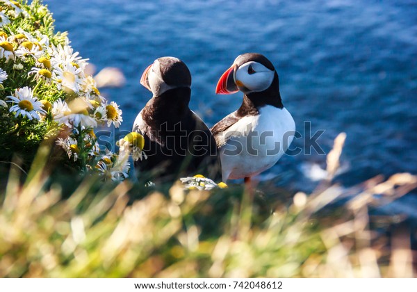 ヨーロッパ アイスランド ラトラブジャルグで 晴れた日に岩の絶壁の花の茂みに立つアイスランドのプフィン鳥のカップル 野生動物のフグインは 黒い冠と背中 薄い灰色の頬のパッチを持つ の写真素材 今すぐ編集