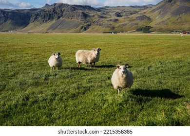 5,898 Farming Iceland Images, Stock Photos & Vectors | Shutterstock