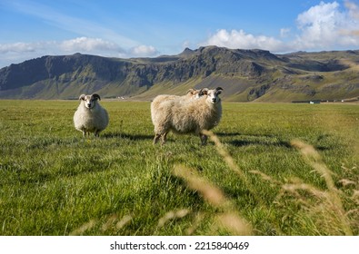 5,898 Farming Iceland Images, Stock Photos & Vectors | Shutterstock