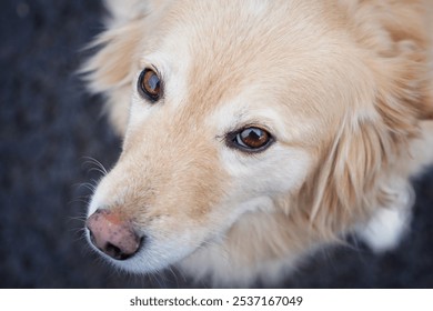 Icelandic sheep dog - Golden Retriever mix - Powered by Shutterstock