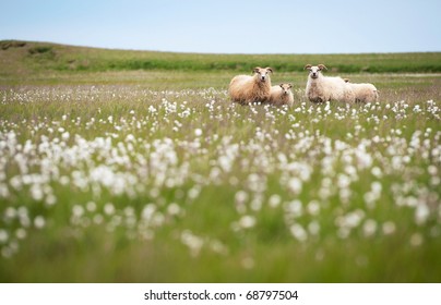 Icelandic sheep grazing on a green pasture in Iceland