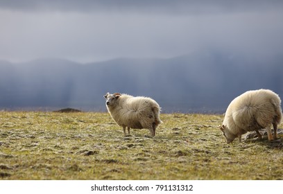 Icelandic sheep grazing on high meadows in nature landscape of Iceland