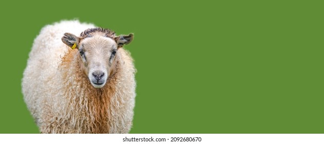 Icelandic sheep at green solid background with copy space, Iceland, summer, closeup. Concept of sheep wool production industry
