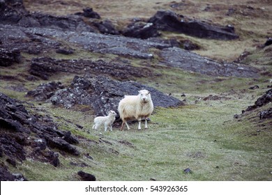 Icelandic sheep with her offspring