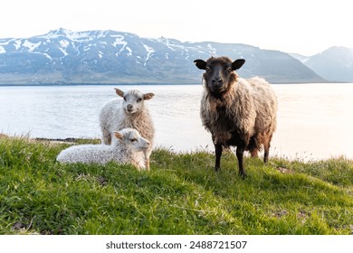 Icelandic sheep with lambs grazing by the scenic fjord with snow-capped mountains in the background - Powered by Shutterstock