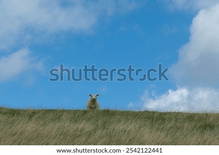 dike sheep Lamb Sheep
