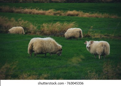 The Icelandic sheep - is one of the world's oldest and purest breeds of sheep.