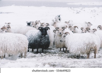 Icelandic sheep roaming in the winter snowy field,beyond their season. Black sheep contrasting among white sheep