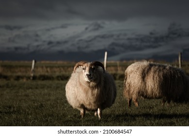 3,415 Sheep farm iceland Images, Stock Photos & Vectors | Shutterstock