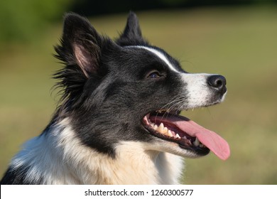 Icelandic Sheepdog (11)