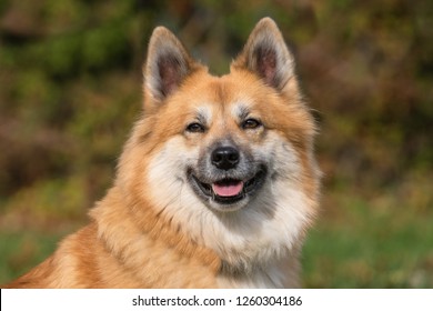 Icelandic Sheepdog (14)