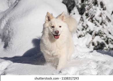 Icelandic Sheepdog 