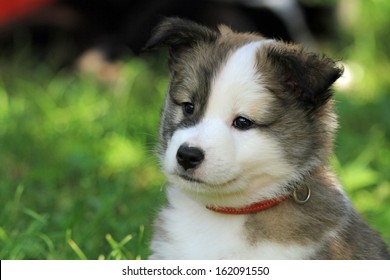 Icelandic Sheepdog