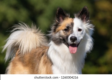 Icelandic Sheepdog (8)