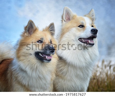 Icelandic Sheepdogs in  outdoor setting