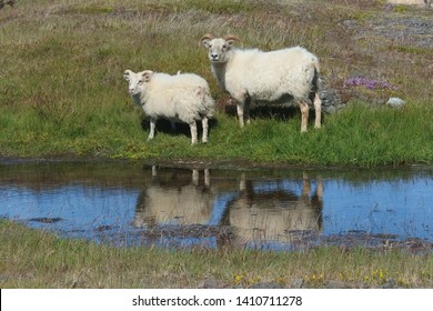 Icelandic sheeps by the roadside on southern Iceland
