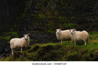 Icelandic sheeps at Haifoss, Iceland