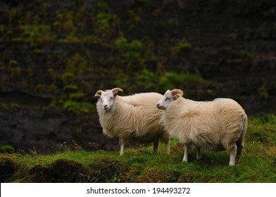 Icelandic sheeps near Haifoss, Iceland