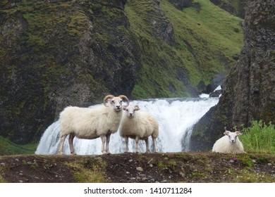 Icelandic sheeps at the waterfall Kirkjubæjarklaustur on southern Iceland