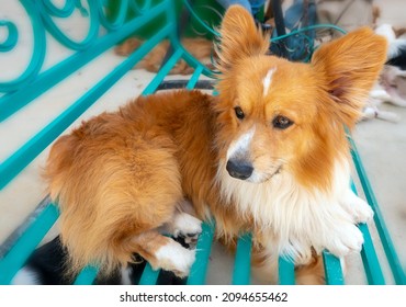 The Icelandic Shepherd Dog In Domesticated Pet Is A Breed Of Pointed-beaked Dog That Originated In Iceland, Brought There By The Vikings, Was The Ancestor Of The Modern Shetland And Welsh Corgi.