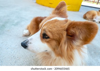 The Icelandic Shepherd Dog in domesticated pet is a breed of pointed-beaked dog that originated in Iceland, brought there by the Vikings, was the ancestor of the modern Shetland and Welsh Corgi.
