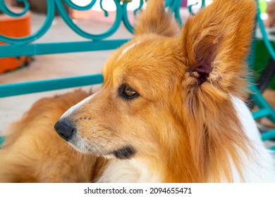 The Icelandic Shepherd Dog In Domesticated Pet Is A Breed Of Pointed-beaked Dog That Originated In Iceland, Brought There By The Vikings, Was The Ancestor Of The Modern Shetland And Welsh Corgi.